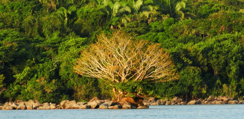 Pró-Espécies seleciona consultoria  elaboração, execução e  acompanhamento de Projetos de Educação Ambiental em regiões do PAT Meio Norte – Encerrada