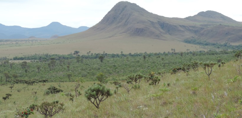 Pró-Espécies seleciona consultoria para identificação de áreas prioritárias para restauração PAN Bacia Alto Tocantins – Encerrado