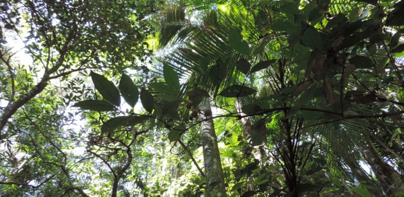 Pró-Espécies seleciona consultoria para identificação de plantas do território Vale do Paraíba PAN Flora Endêmica – Aberta