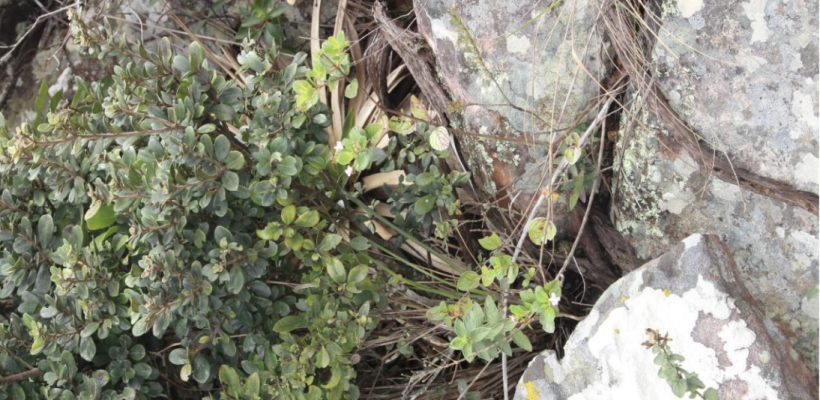 Descoberta nova espécie da flora brasileira no Norte de Minas