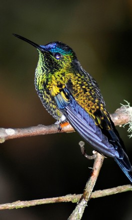 Manual operacional para planejamento e execução de processos estaduais de avaliação do risco de extinção das espécies da fauna e da flora