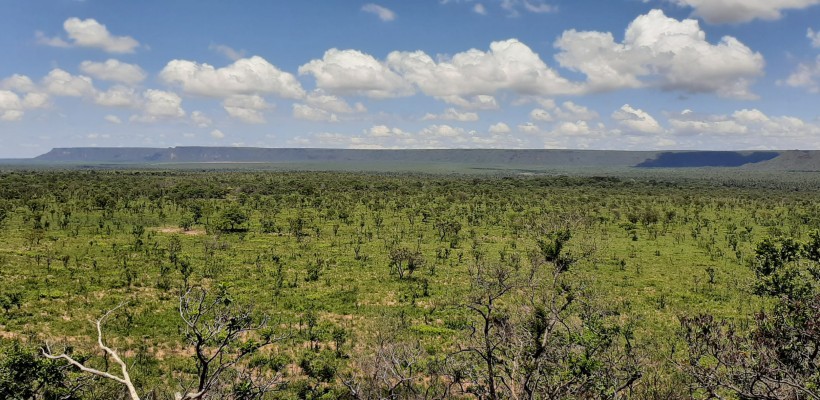 Pró-Espécies seleciona consultoria para elaborar lista estadual de espécies ameaçadas do PAT Cerrado Tocantins – Prorrogada