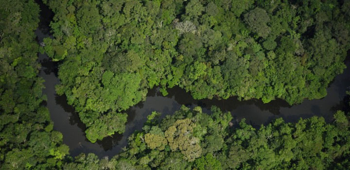 MA, PA e TO lançam Plano de Ação Territorial para espécies ameaçadas de extinção na Amazônia e Cerrado