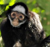 Pró-Espécies seleciona consultoria para listas de espécies de São Paulo e Paraná – Encerrada