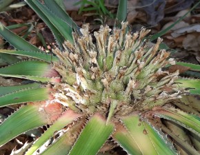 Governo do Tocantins inicia plano de conservação de espécies ameaçadas de extinção no Cerrado