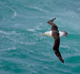 Pró-Espécies seleciona consultoria para avaliar interação de aves marinhas ameaçadas com pescaria de vara e isca viva – Encerrada