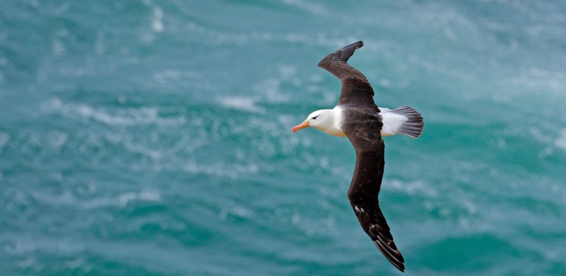 Pró-Espécies seleciona consultoria para avaliar interação de aves marinhas ameaçadas com pescaria de vara e isca viva – Encerrada
