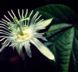 Pró-Espécies seleciona consultoria para elaboração e revisão de listas de espécies da flora no estado de São Paulo – Encerrada