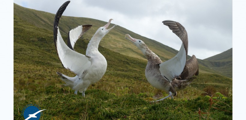 Dia Mundial do Albatroz deste ano demonstra que é possível compatibilizar a atividade de pesca e a conservação das aves
