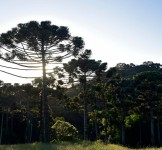 Pró-Espécies seleciona consultoria para elaboração de base de dados para inclusão no Catálogo de Plantas das Unidades de Conservação do Brasil – Encerrada