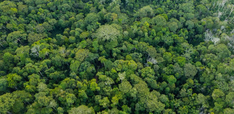 Pró-Espécies seleciona consultoria jurídica para elaborar um Diagnóstico Técnico-Jurídico Propositivo à Inclusão de Ações dos PANs no Licenciamento Ambiental na Amazônia – Encerrada