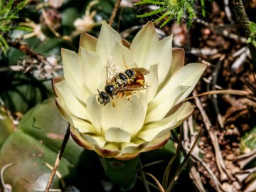 ICMBio comemora o Dia Mundial das Abelhas com novo plano de ação