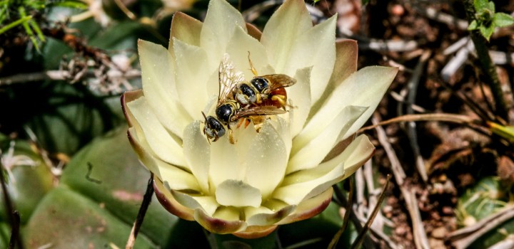 ICMBio comemora o Dia Mundial das Abelhas com novo plano de ação