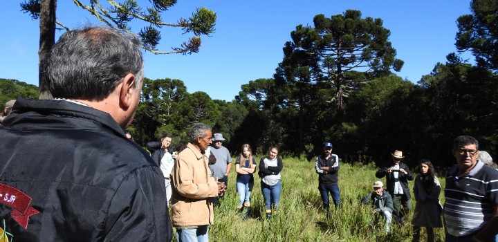 A importância da cadeia produtiva do pinhão para a conservação de espécies e sustento dos extrativistas no Sul do país