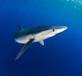 Pró-Espécies seleciona consultoria para elaboração de estudo sobre a dinâmica populacional e demográfica do tubarão azul – Encerrada