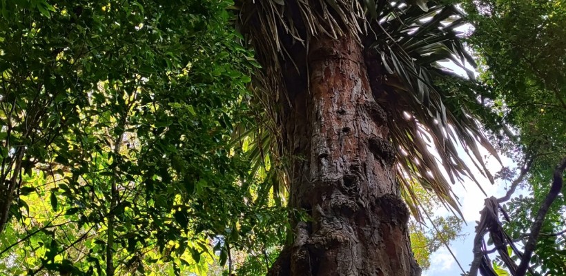 Árvores ameaçadas de extinção na Bahia ganham plano de preservação