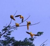 Pró-Espécies seleciona consultoria para a avaliação e elaboração de lista de espécies ameaçadas de extinção do estado do Maranhão PAT Meio Norte – Encerrada