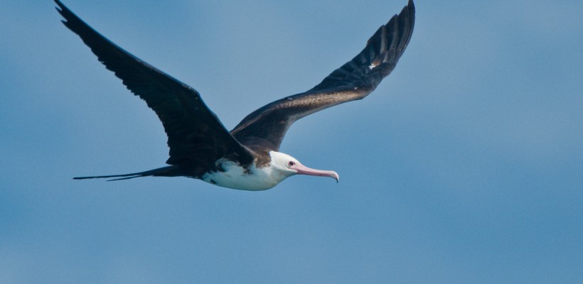 Pró-Espécies seleciona empresa para elaborar manual de boas práticas para a observação responsável de aves marinhas – Encerrada