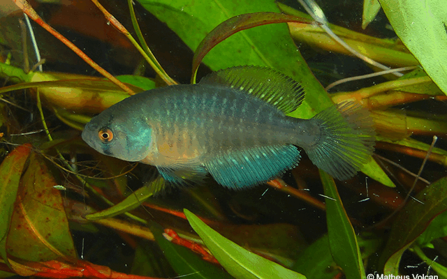 Pró-Espécies seleciona consultoria para estudos de peixes-anuais ameaçados de extinção do PAN Rivulídeos – Encerrada