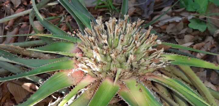 Expedição de campo Pró-Espécies PAT Cerrado Tocantins busca 4 espécies da flora ameaçadas de extinção