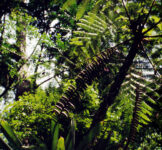 Pró-Espécies seleciona consultoria sobre manejo de sementes e produção de mudas de espécies endêmicas e ameaçadas de extinção – Encerrada
