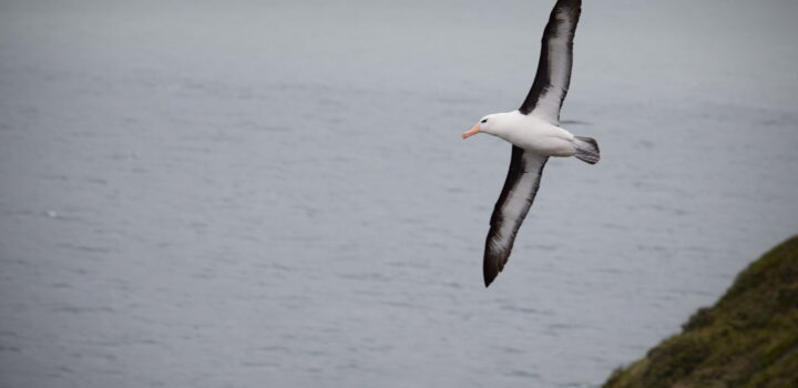 Dia Mundial das Aves Migratórias de 2021 celebra o canto e o voo dos animais