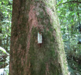 Pró-Espécies seleciona consultoria suporte e apoio ao SEAS/RJ para acompanhamento da execução PAN Flora Endêmica – Encerrada