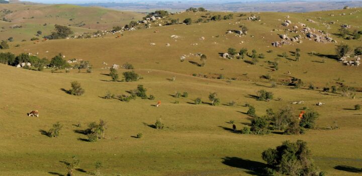 Pampa ganha plano de ação territorial para flora e fauna ameaçadas de extinção