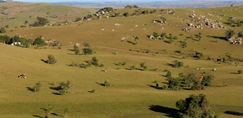 Pampa ganha plano de ação territorial para flora e fauna ameaçadas de extinção
