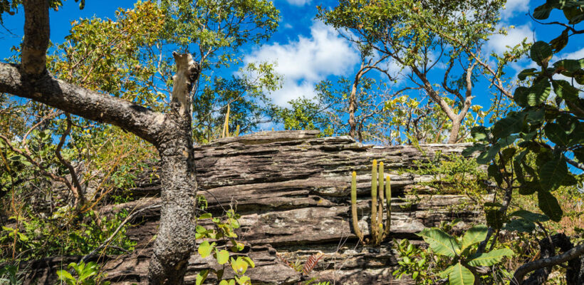 Pró-Espécies seleciona consultoria para assessoramento na elaboração do PAT Território Formosa – Encerrada