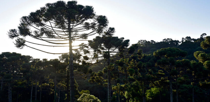Pró-Espécies seleciona consultoria para elaboração de base de dados para inclusão no Catálogo de Plantas das Unidades de Conservação do Brasil – Encerrada