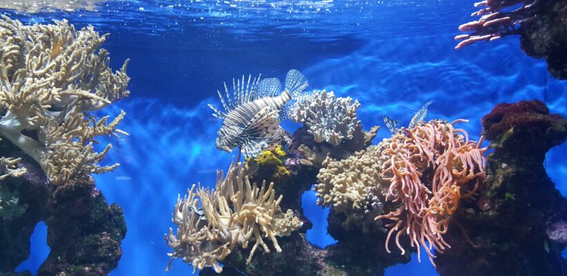 Ministério do Meio Ambiente lança campanha para alertar turistas e pescadores sobre peixe-leão