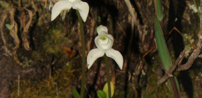 Projeto de conservação de flora e fauna atua em território de 62 milhões de hectares