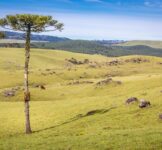 Pró-Espécies seleciona consultoria para implementação de ações do PAT Planalto Sul e PAT Campanha Sul e Serra do Sudeste – Encerrada