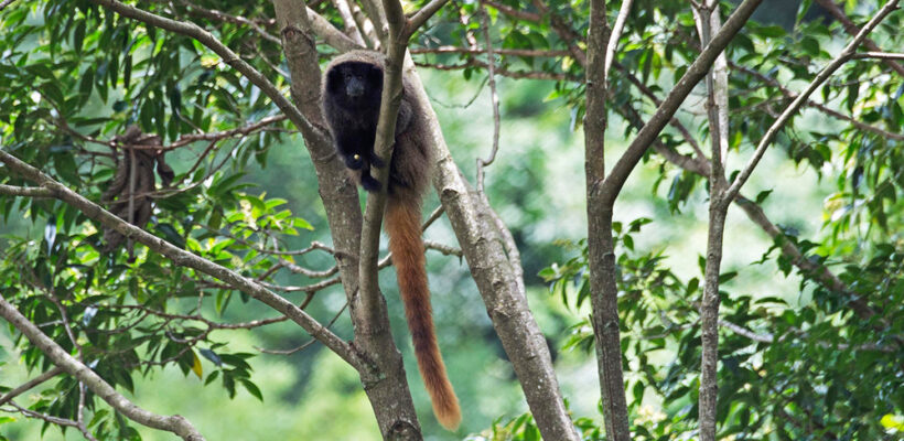 Pró-Espécies seleciona consultoria para compilação de dados e geração de materiais cartográficos para subsidiar a atualização da Lista de Espécies de Fauna Silvestre Ameaçadas de Extinção de São Paulo – Encerrada