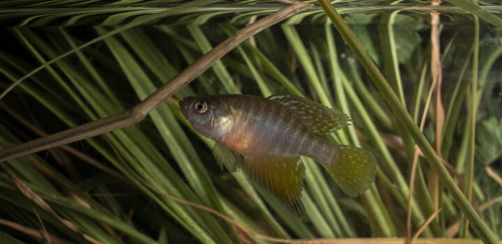 Expedições garantem a conservação dos peixes-das-nuvens