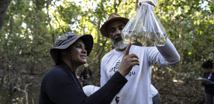 Peixes ameaçados de extinção são encontrados por pesquisadores