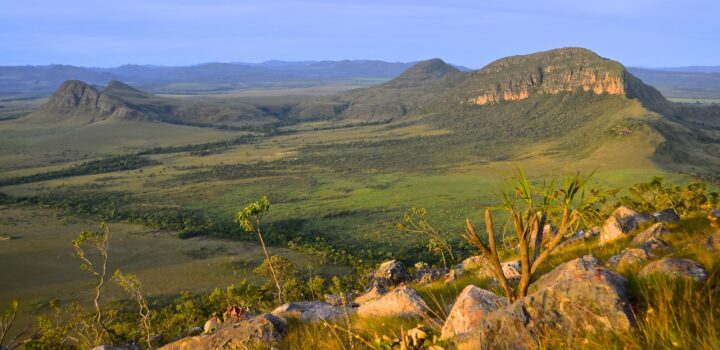 Plano de ação prevê a conservação da flora ameaçada da Bacia do Alto Tocantins
