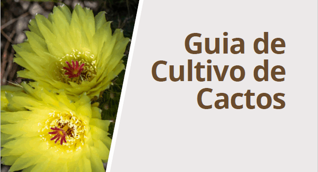 Guia reúne técnicas para cultivo de cactos