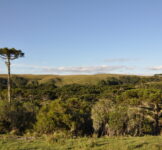 Pró-Espécies seleciona consultoria para elaboração de estudo visando a criação e implantação do Corredor Ecológico Papagaios-da-Serra do PAT Planalto Sul – Encerrada