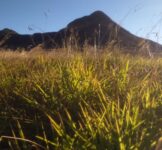 Pró-Espécies seleciona consultoria para lista de espécies exóticas invasoras (EEIs) PAN Bacia Alto Tocantins – Encerrada