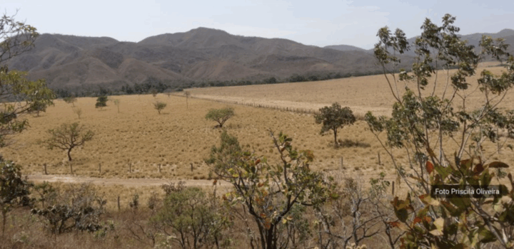 Expedição científica apoia conservação de espécies ameaçadas do PAN Bacia do Alto TO