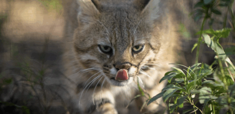 Pesquisadores fazem registros inéditos de felino ameaçado de extinção do Brasil
