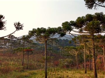 Santa Catarina e Rio Grande do Sul lançam série inédita de vídeos sobre Plano de Ação Territorial Planalto Sul